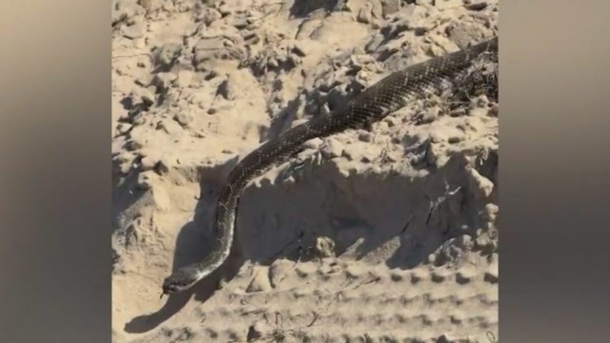 响尾蛇横穿 Crystal Cove State Beach 沙滩的视频截帧