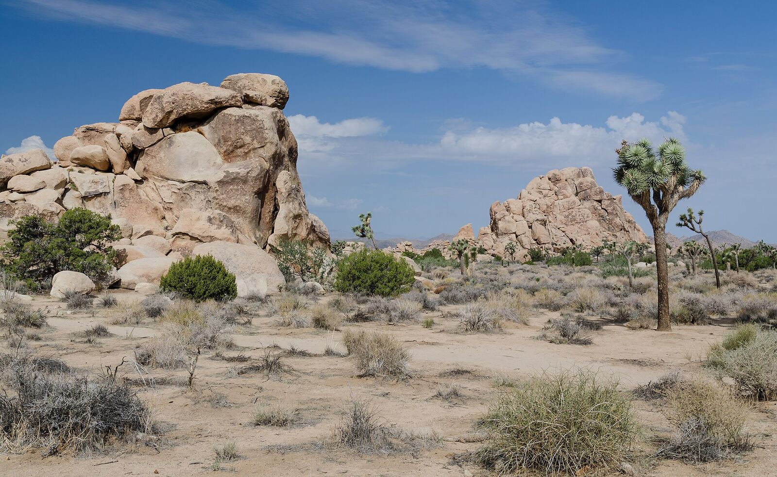 Joshua Tree 国家公园资料图(2013年拍摄)
