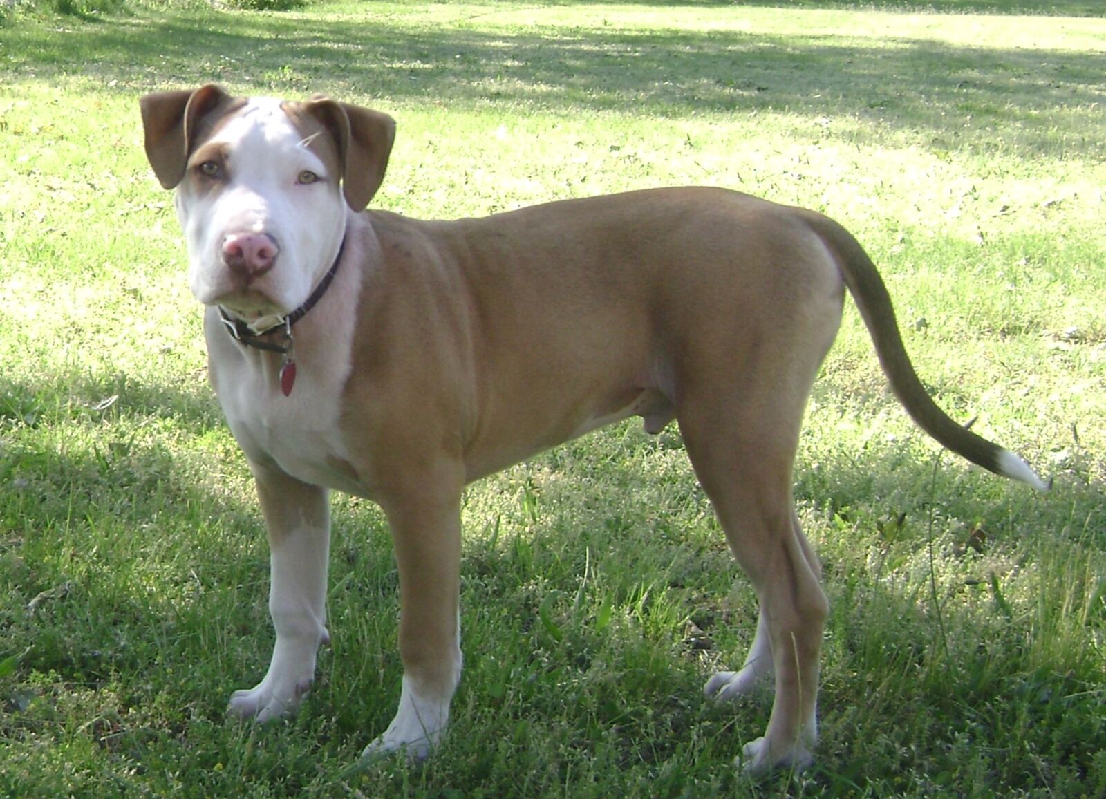 美国斗牛犬幼犬资料图（Wikimedia Commons，非本案涉事犬只）