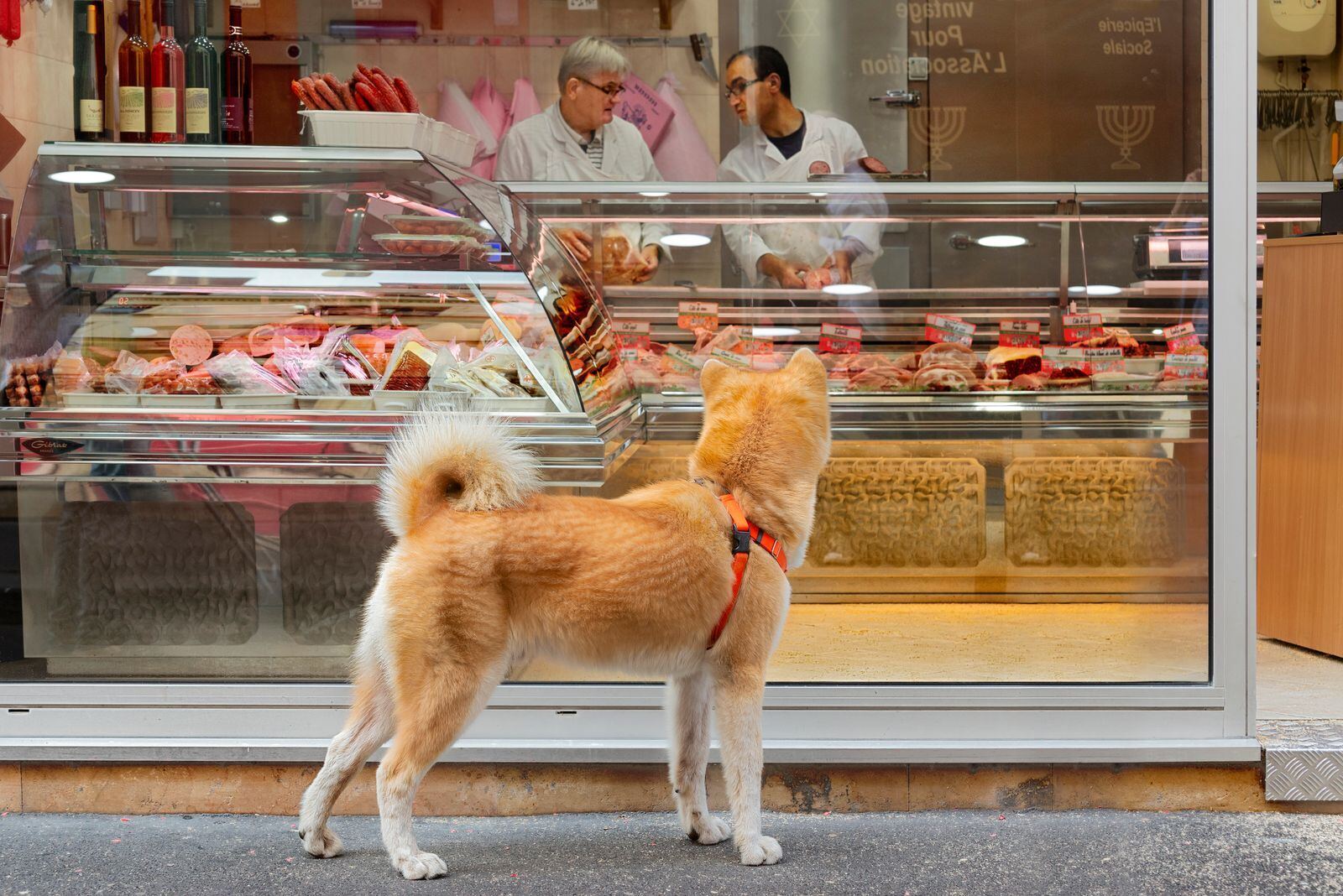 店门前的柴犬资料图(图库照片)
