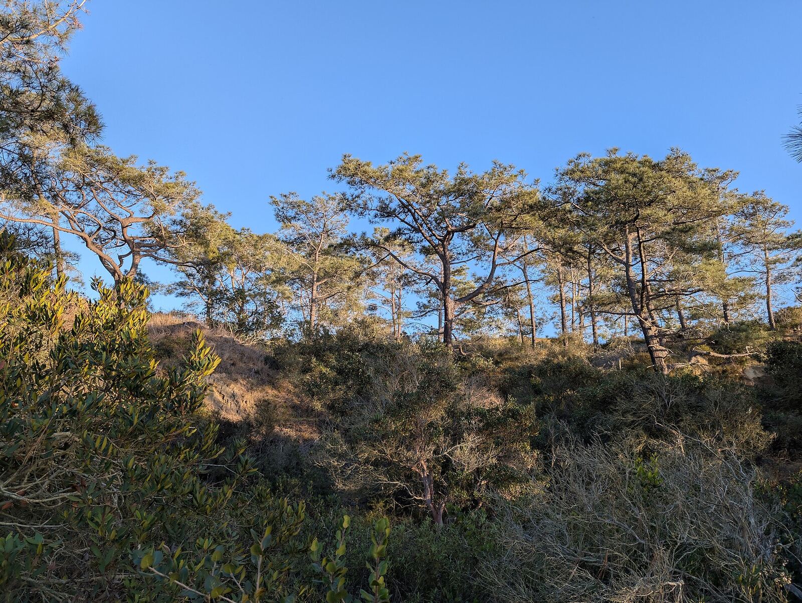 Torrey 松资料图（非 Lantern Bay Park 现场）