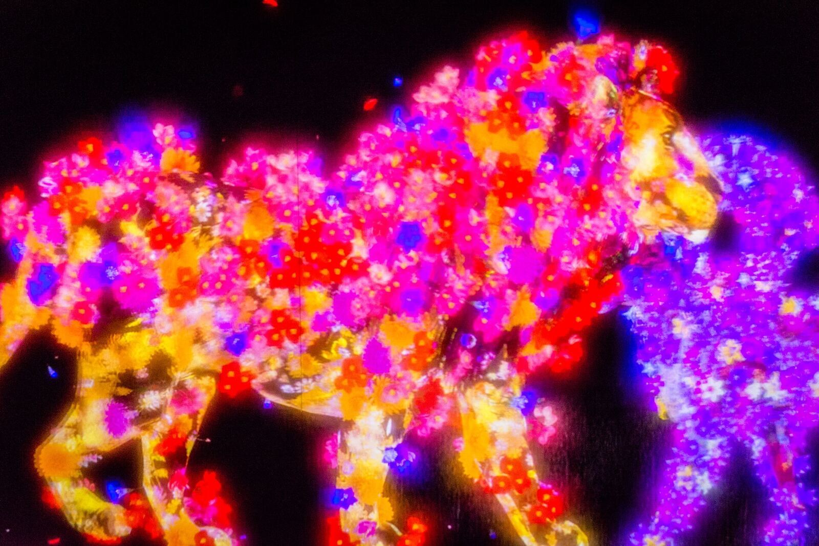 teamLab 东京台场馆展品资料图(2019年拍摄,非 Anaheim 新馆)